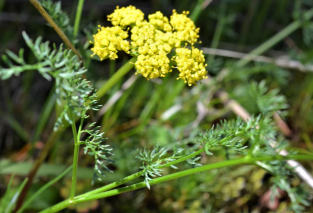 Spring Gold (Lomatium utriculatum): Seed Packet