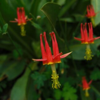 Western Columbine (Aquilegia formosa): Seed Packet