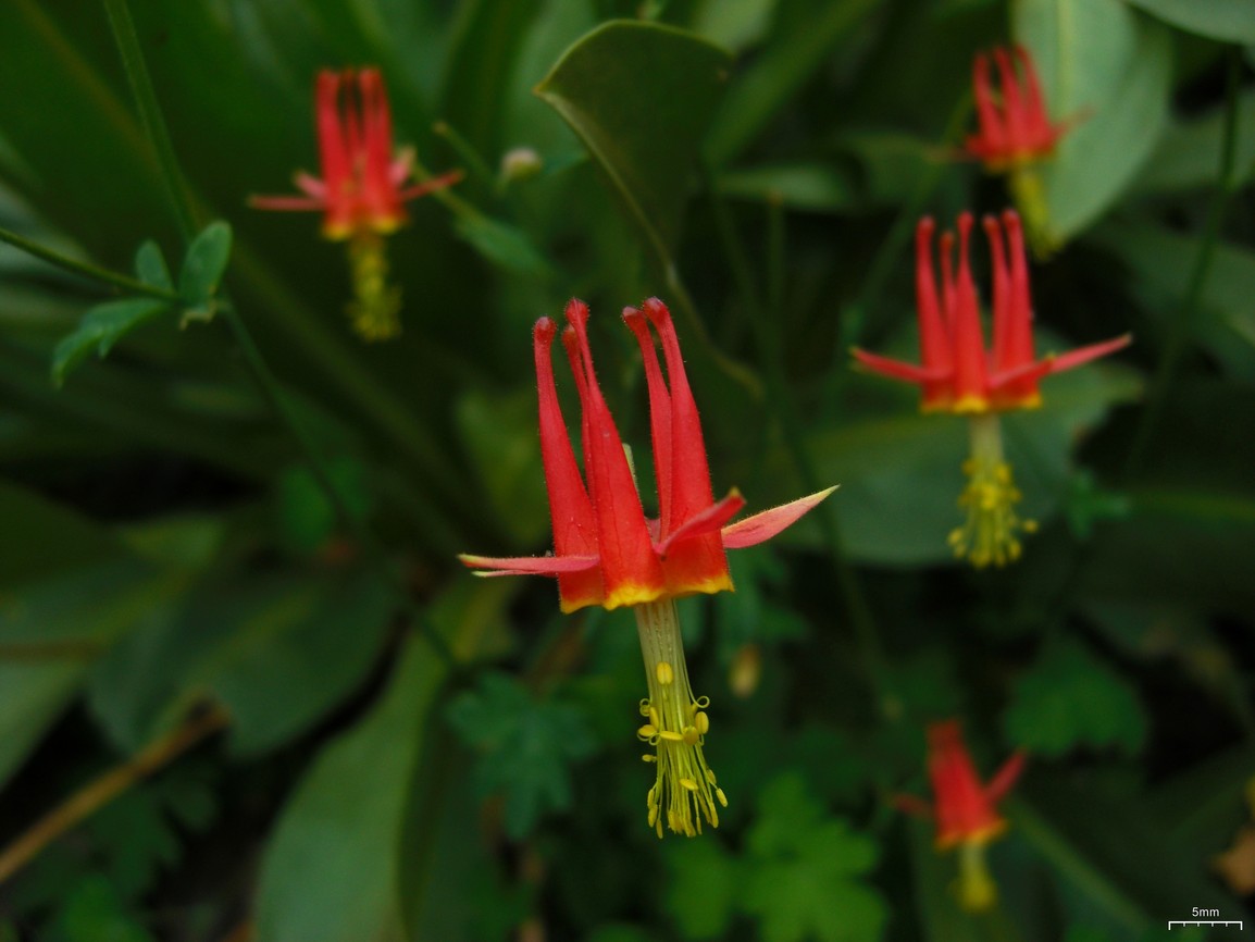 Western Columbine (Aquilegia formosa): Seed Packet