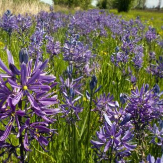 Great Camas (Camassia leichtlinii ssp. suksdorfii): Bundle of 5 bulbs