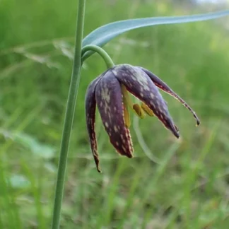 Checker Lily (Fritillaria affinis): Bundle of 5 bulbs