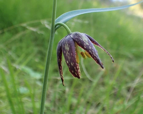 Checker Lily (Fritillaria affinis): Bundle of 5 bulbs