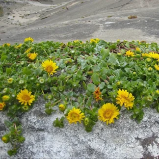 Coastal Gumweed (Grindelia stricta): Seed Packet