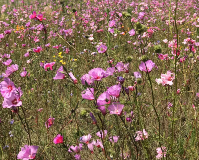 Farewell to Spring (Clarkia amoena): Seed Packet - Image 2