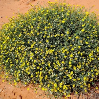 Golden Aster (Heterotheca villosa): Seed Packet