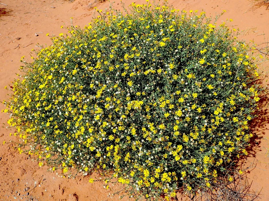 Golden Aster (Heterotheca villosa): Seed Packet
