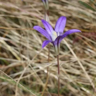 Crown Brodiaea (Brodiaea coronaria): Bundle of 5 bulbs