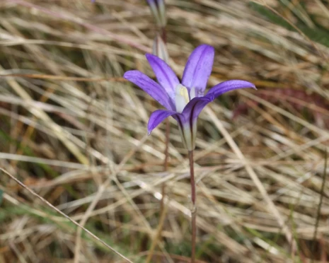 Crown Brodiaea (Brodiaea coronaria): Bundle of 5 bulbs