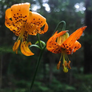 Columbia Lily (Lilium columbianum): Seed Packet