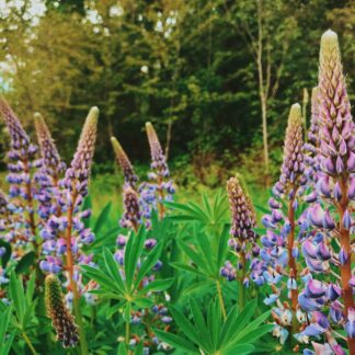 Bigleaf Lupine (Lupinus polyphyllus): Bundle of 5