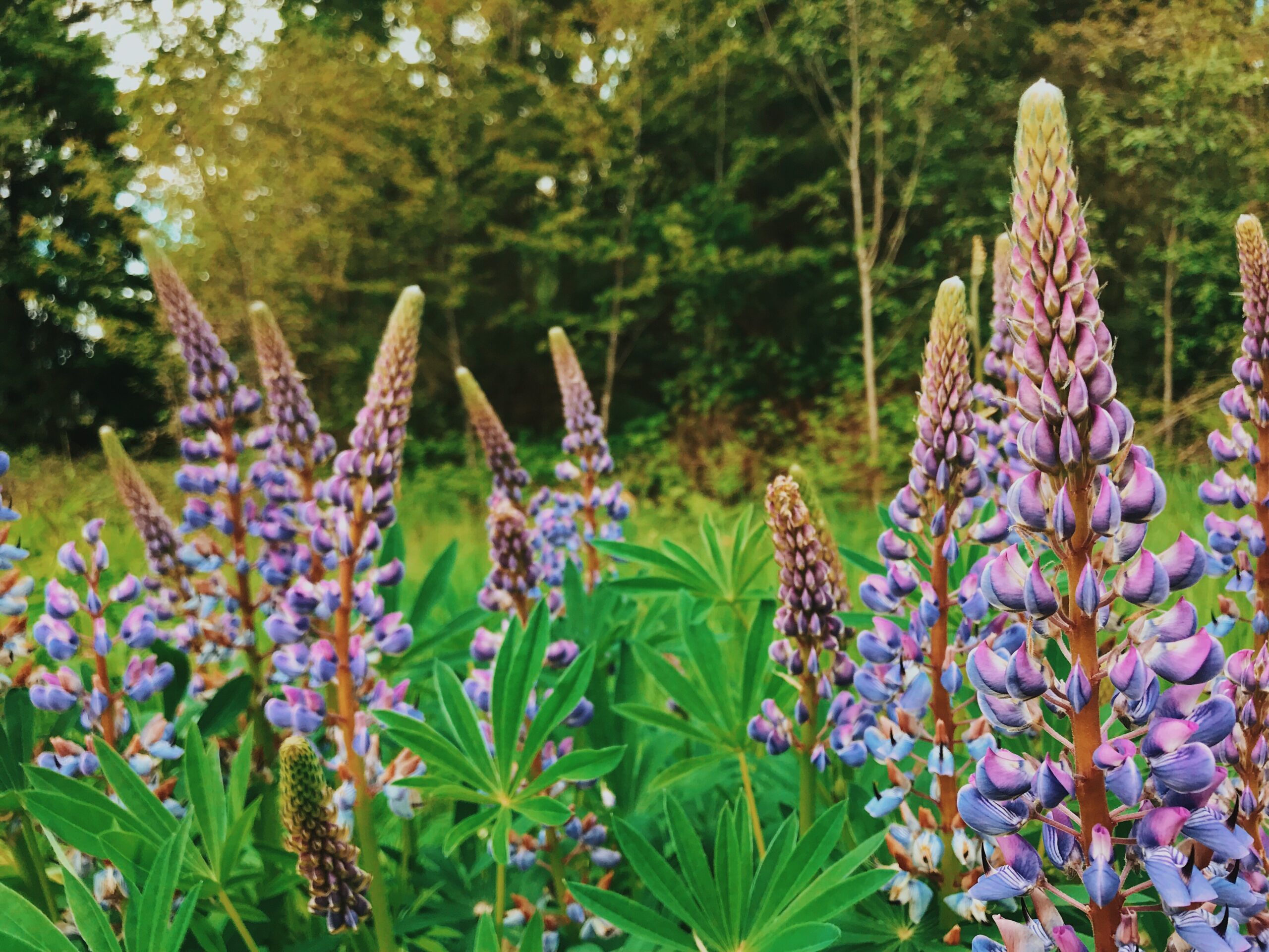 Bigleaf Lupine (Lupinus polyphyllus): Bundle of 5