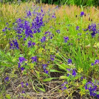 Upland Larkspur (Delphinium nuttallii): Bundle of 5 bulbs