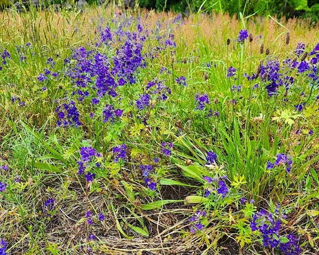 Upland Larkspur (Delphinium nuttallii): Bundle of 5 bulbs