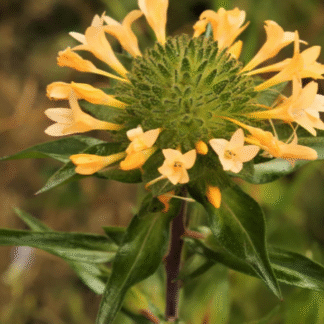 Large-Flowered Collomia (Collomia grandiflora): Seed Packet