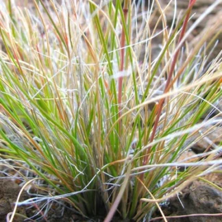 Native Red Fescue (Festuca rubra): Seed Packet