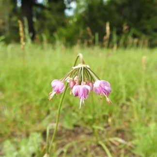 Nodding Pink Onion (Allium cernuum): Seed Packet