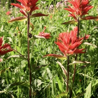 Red Paintbrush (Castilleja miniata): Seed Packet