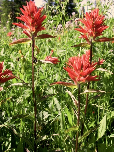 Red Paintbrush (Castilleja miniata): Seed Packet