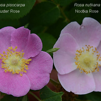 Nootka Rose (Rosa nutkana): Bundle of 10