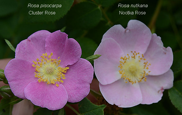 Nootka Rose (Rosa nutkana): Bundle of 10