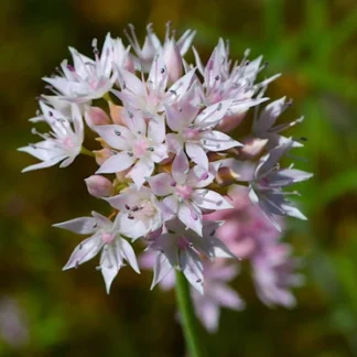 Taper-tip Onion (Allium acuminatum): Bundle of 5 bulbs