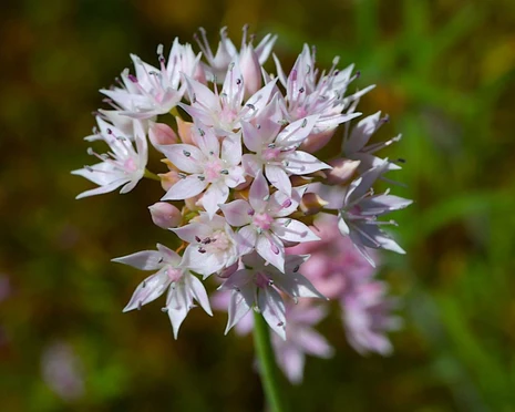 Taper-tip Onion (Allium acuminatum): Bundle of 5 bulbs