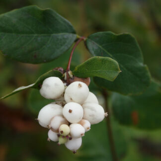 Common Snowberry (Symphoricarpos albus): Bundle of 10