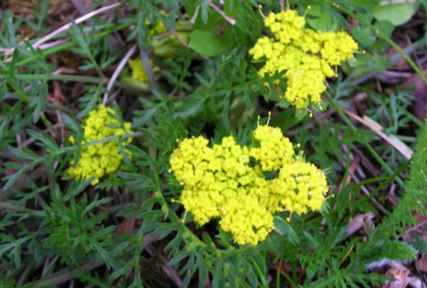 Spring Gold (Lomatium utriculatum): Seed Packet - Image 3