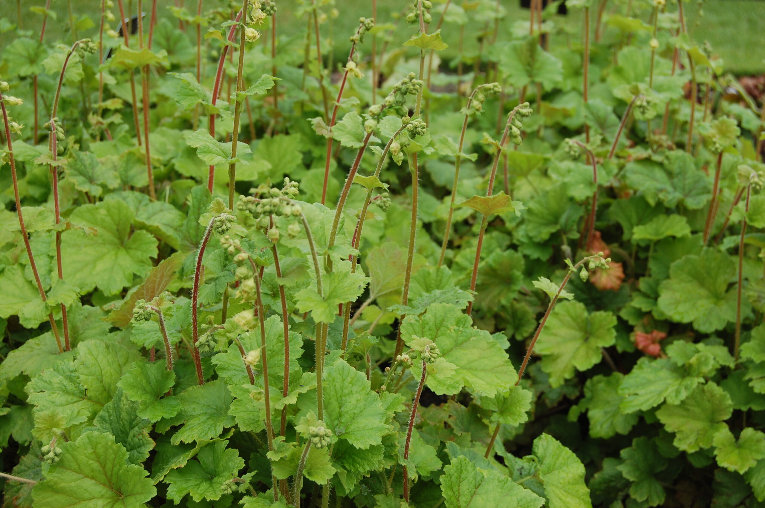 Fringe Cup (Tellima grandiflora): Bundle of 5 - Image 4