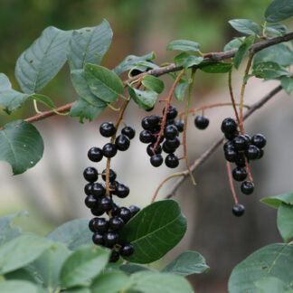 Chokecherry (Prunus virginiana): Bundle of 10