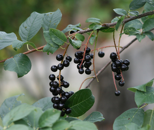 Chokecherry (Prunus virginiana): Bundle of 10