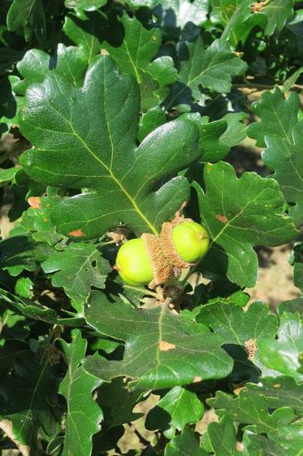 Oregon White Oak (Quercus garryana): Bundle of 10 - Image 2