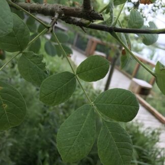 Oregon Ash (Fraxinus latifolia): Bundle of 10