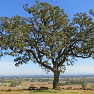 Oregon White Oak (Quercus garryana): Bundle of 10