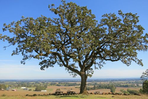 Oregon White Oak (Quercus garryana): Bundle of 10