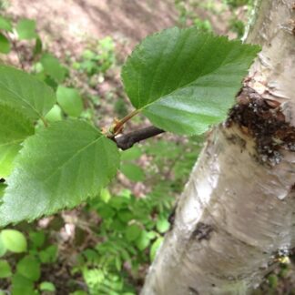 Paper Birch (Betula papyrifera): Bundle of 10
