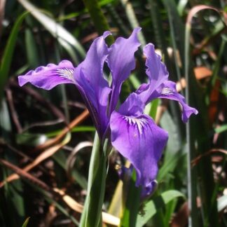 Douglas Iris (Iris douglasiana): Bundle of 5