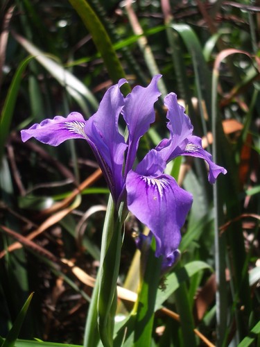 Douglas Iris (Iris douglasiana): Bundle of 5